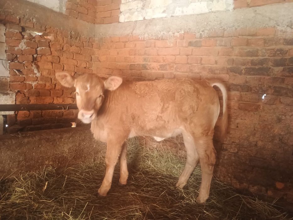 Doua vitele una limuzina una baltata