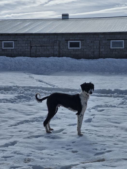 Тазы сатылады 1 жаста