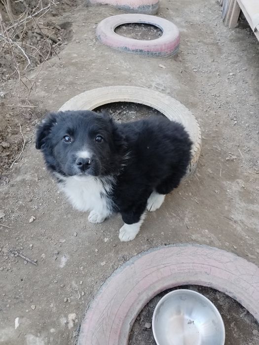 Щенята отдам бесплатно