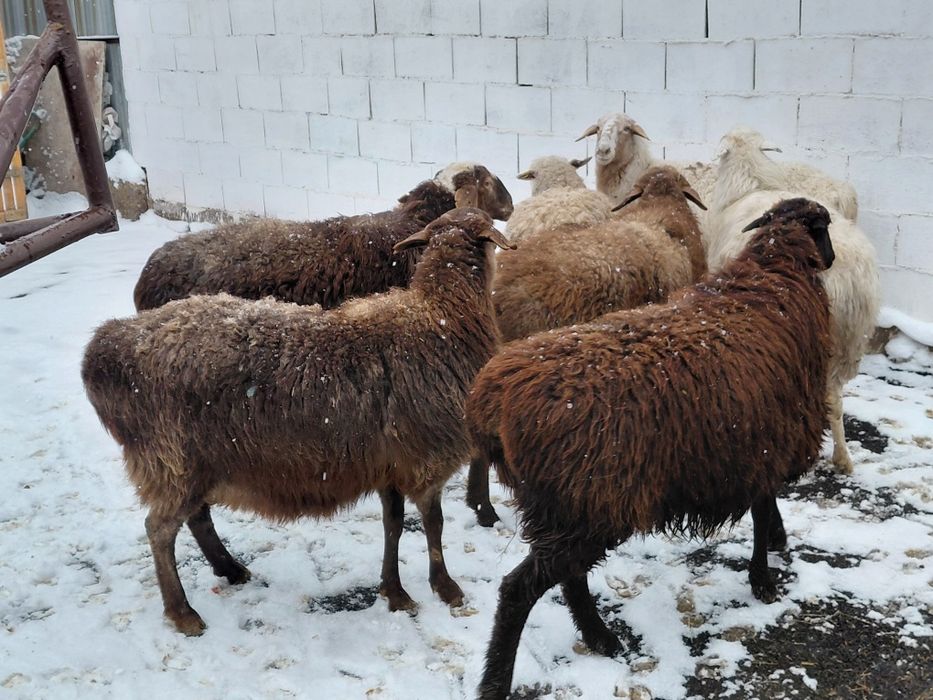 Кой. Токты сатылады