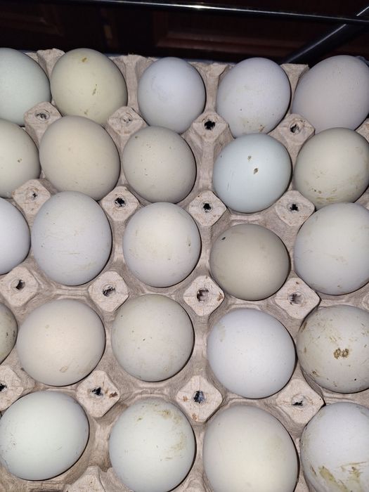 Vand oua de la gaini rasa Araucana pt incubat sau consum