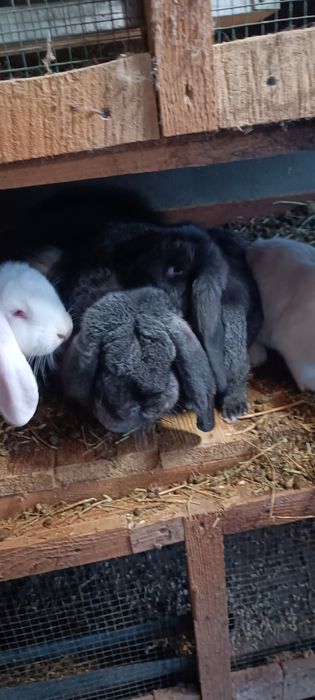 Iepuri berbec german