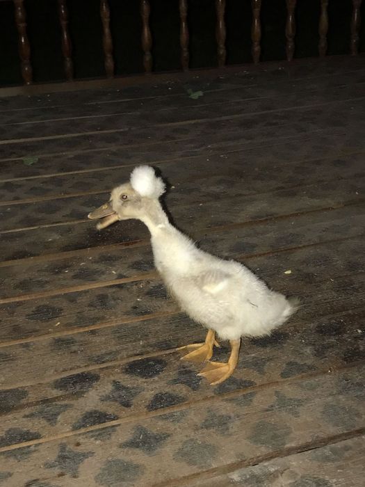 Утка хохлатая продается