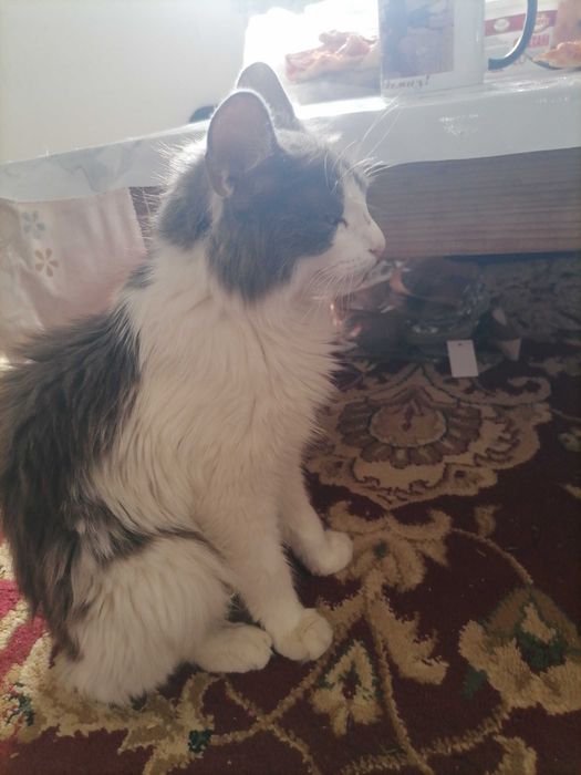 2 котики и их мать, бесплатно