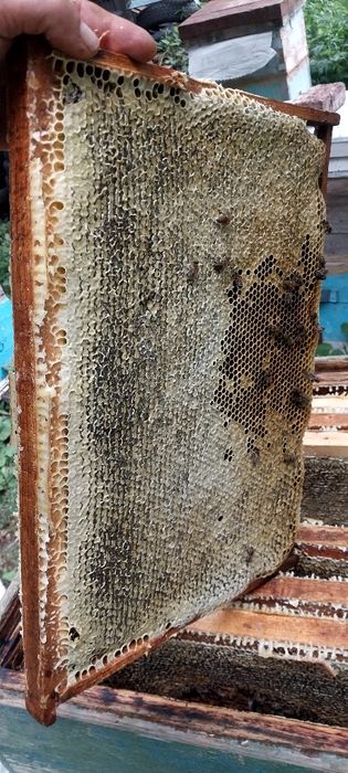 Продам мёд оптом и в розницу