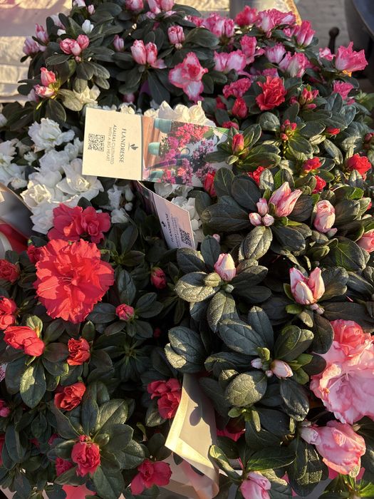 Flori naturale la preț redus