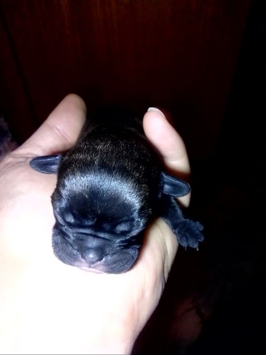 Продаю щенков французский бульдог бронируйте через месяц готовы будут