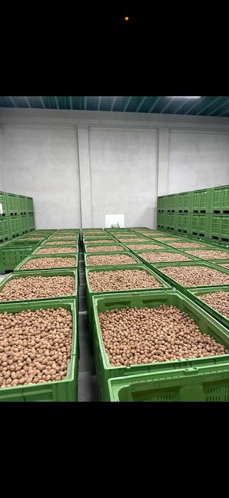 Nuci in coaja cerificate ecologic