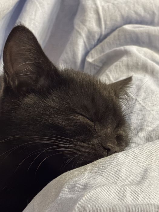Котенок черного цвета  Мальчик