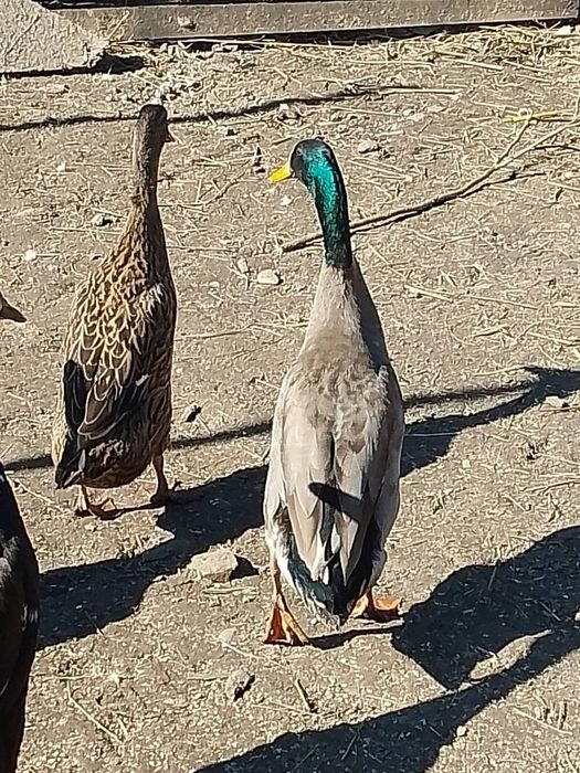 Rățoi Indian alergător