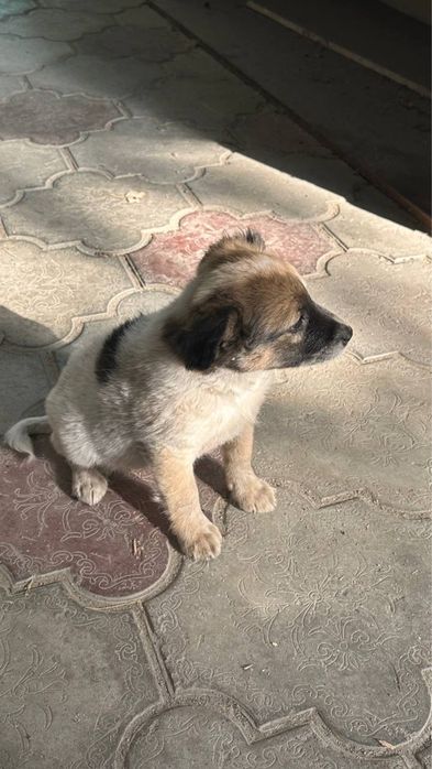 Милый щенок в добрые руки