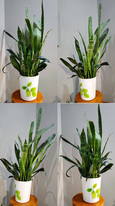 Сансиеверия, филодендрон, кактус, эпипремнум