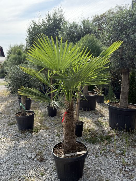 Vand plante ornamentale calitate extra