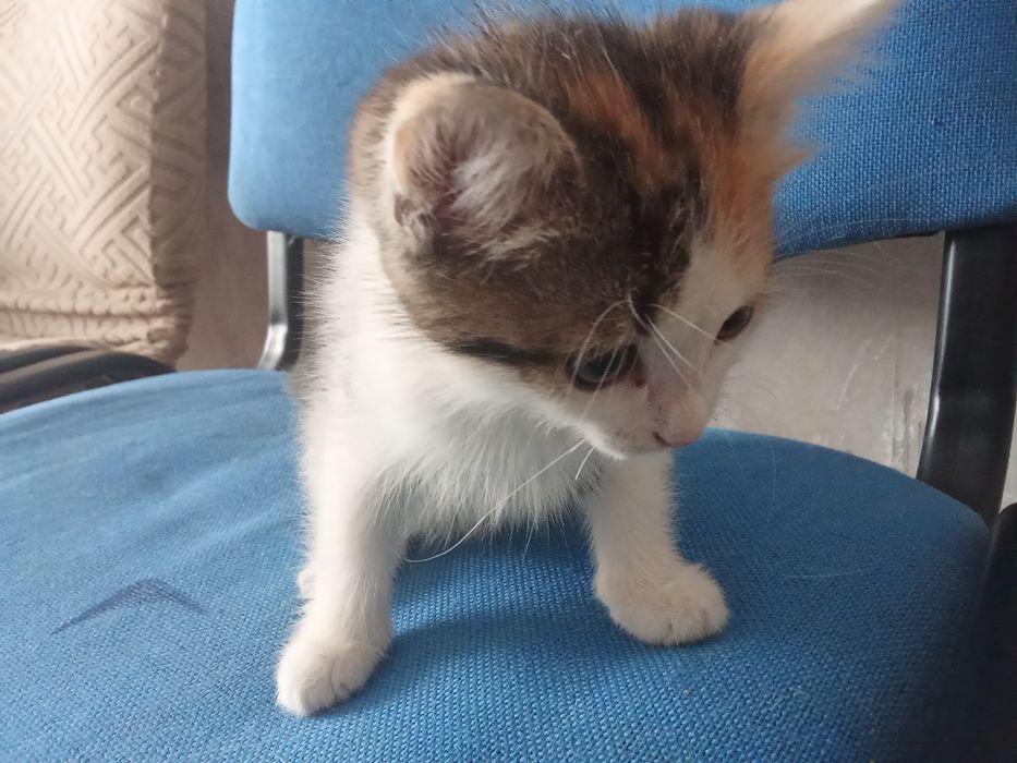 Отдам котенка в добрые руки(девочка)