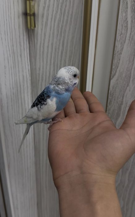 Волнистый Ручной 100%