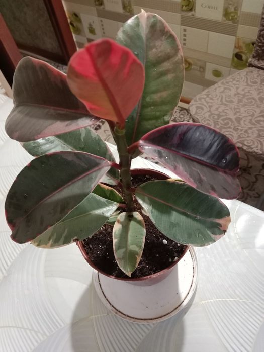 Фикус Руби Пинк продам
