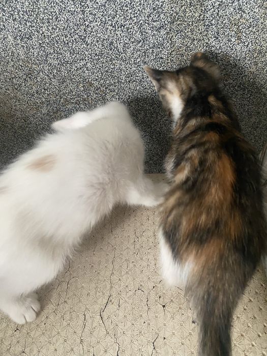 котенка котенкаа