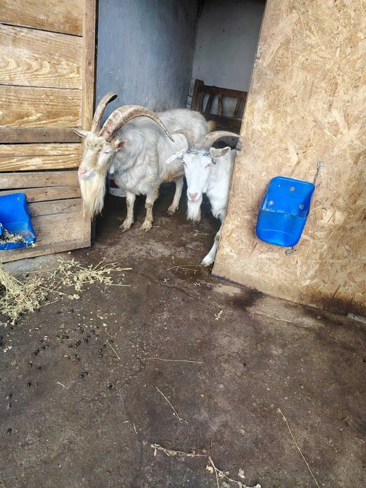 Vand capre de lapte rasa sanem