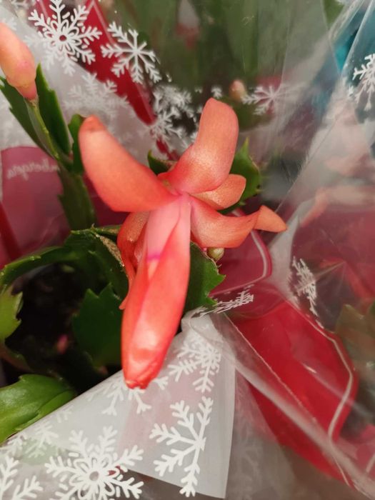 Коледниче/ Шлумбергера ЖЪЛТО,оранжево,бяло,розово,цикламено,червено