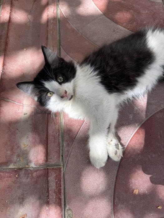 Котята, котенок, кошка. Мушук боласи́, мушукчалар.