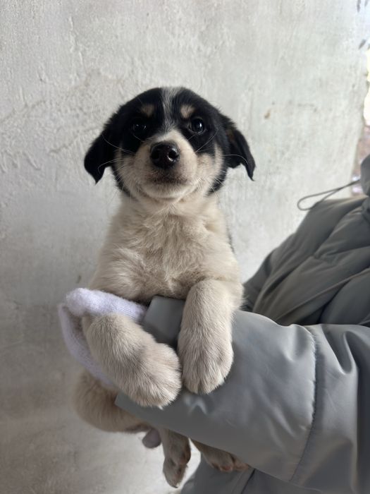 Щенок мальчик в добрые руки