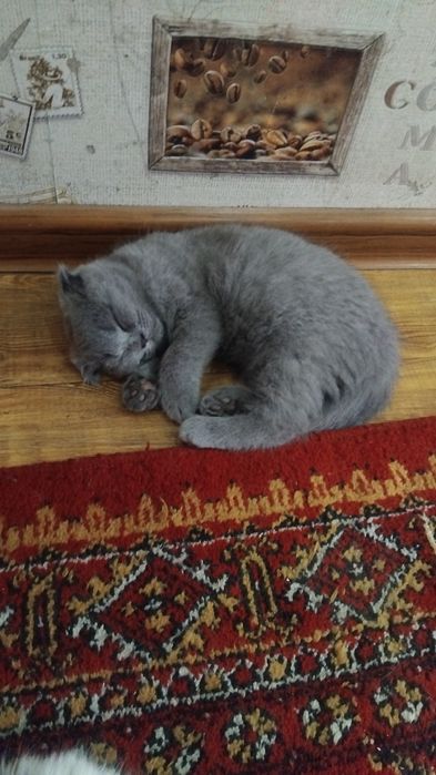 Скотиш страдает  сотилади