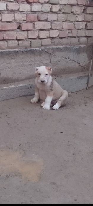 Алабайлар сотилади