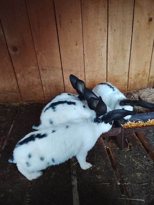 Vând iepuri fluture german