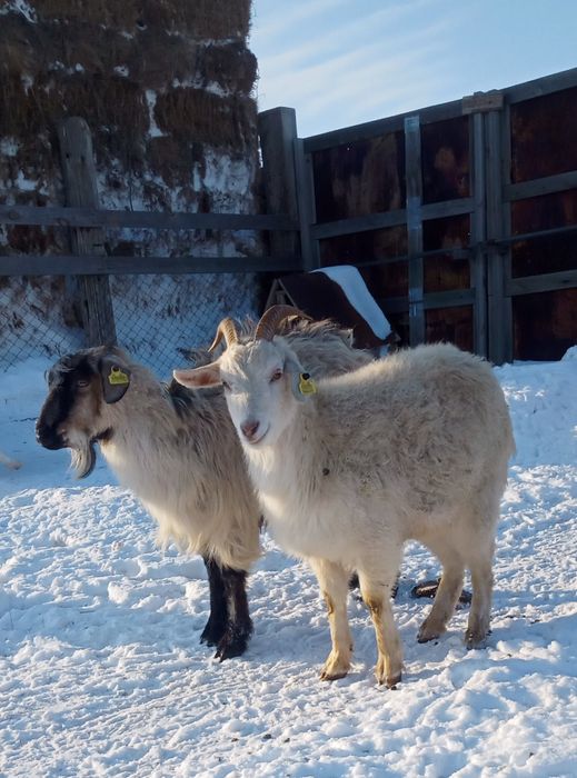 Бір жылдық тушалар