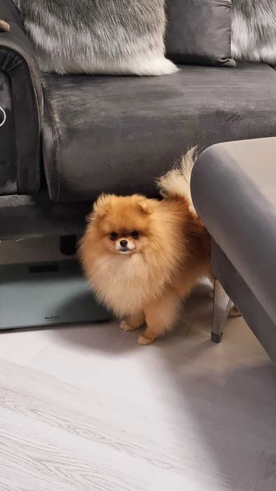 Femelă Pomeranian Orange - Pedigree FCI, documente complete