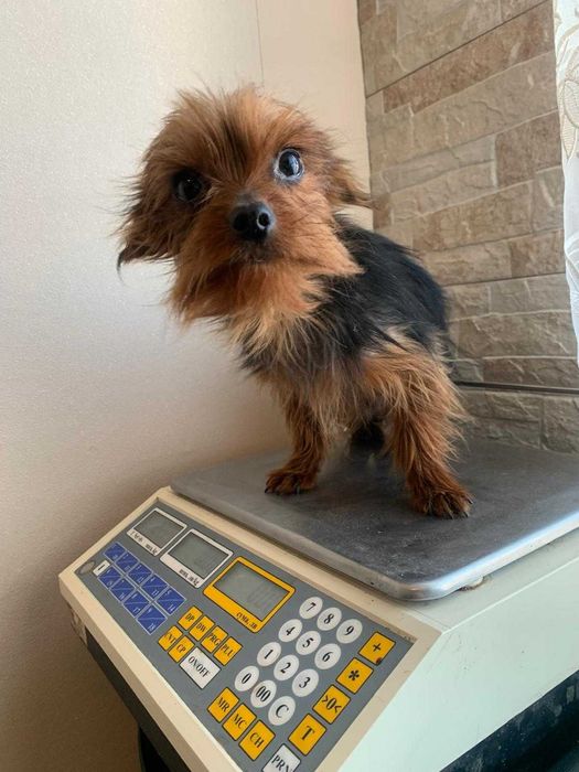 продавам мъжки йоркшир териери