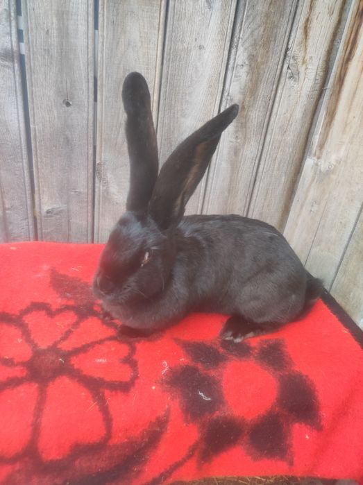 Femele Uriaș german