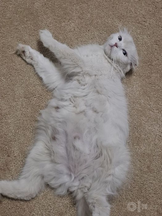 4 ta sariq mushukchalar, onasi zotdor (Turkish angora), otasi uy mushu