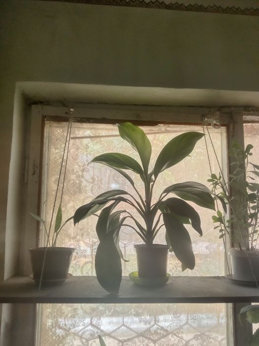 Продам домашний цветок