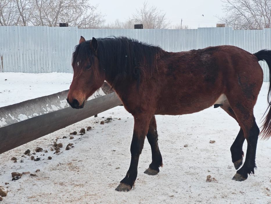 Айғыр сатылады..