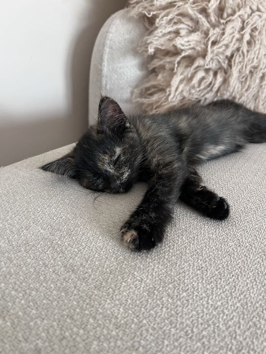 Котенок девочка трехцветка