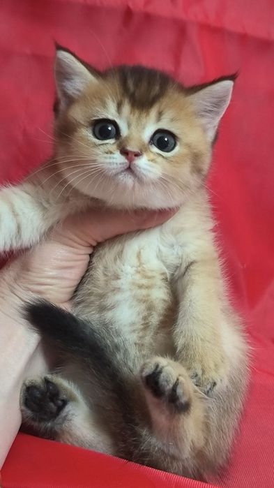 Продам котят вислоушек