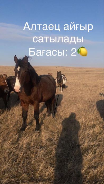 Продам айгыра Алтаец Срочно ‼️