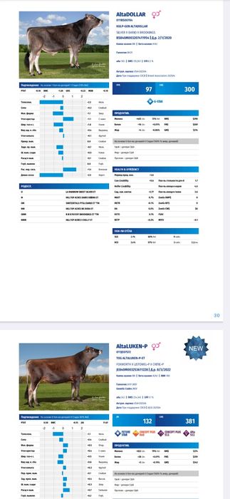 Суний бука уруглари сотувда мавзуд, Buqa urug'lari,