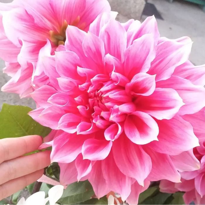 Продаём георгины