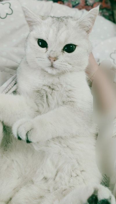серебристая шиншилла