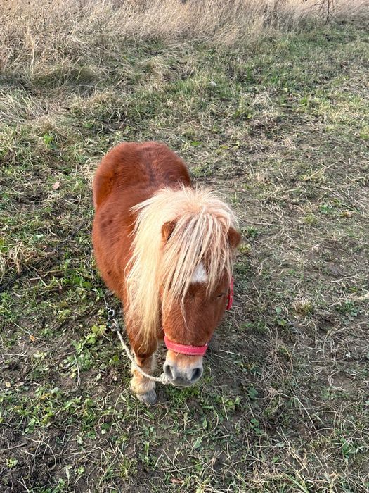 Mini ponei.