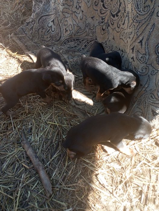 Продаются щенки добермана