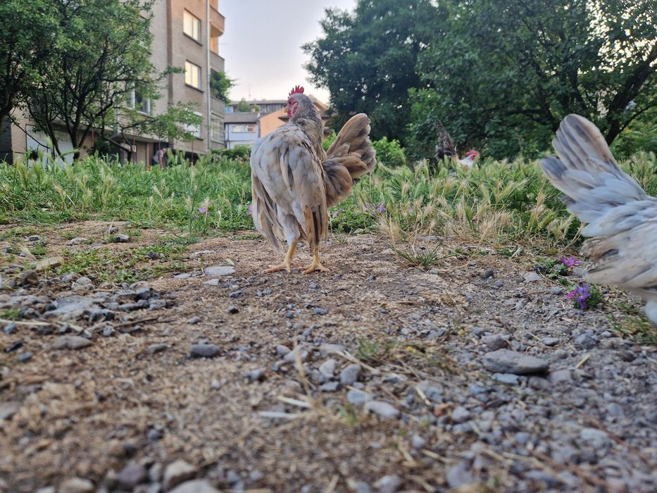Малай Серама  чифтове