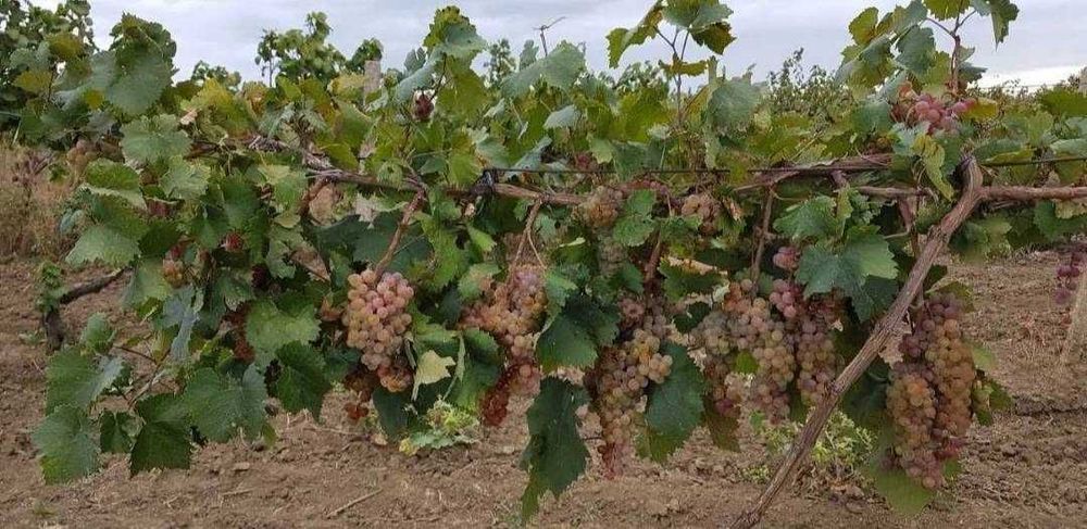 Грозде от производител Сливенския регион