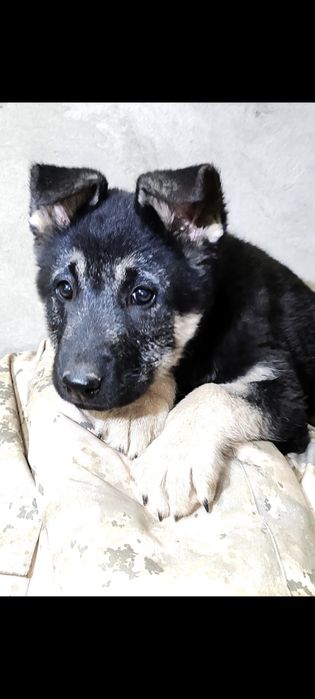 Подрощенная девочка ВЕО шоу класса