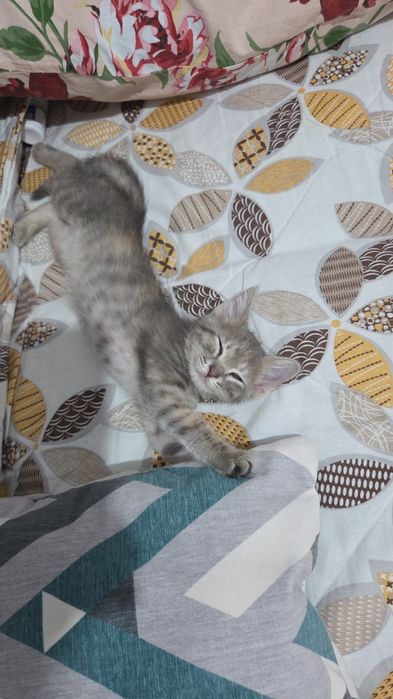 Отдам в добрые руки котенок девочка