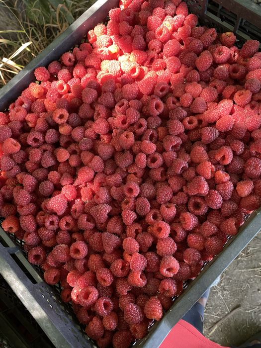 Саженцы малины сорт полана