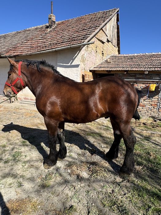 Vand 2 minzi de 2,5 ani