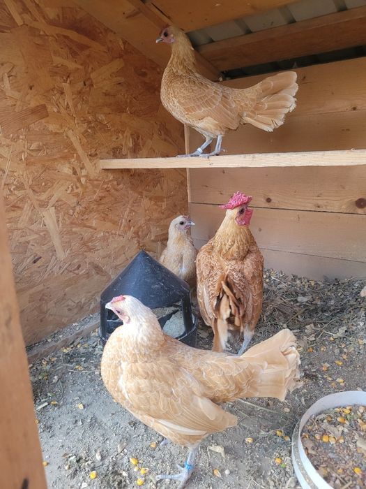 Ouă sebright de incubat